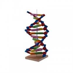 Dna Sarmalı Modeli Eva Em3002