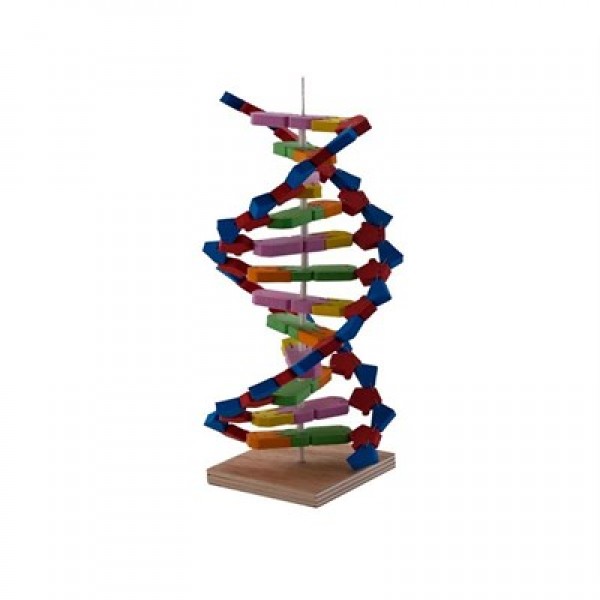 Dna Sarmalı Modeli Eva Em3002